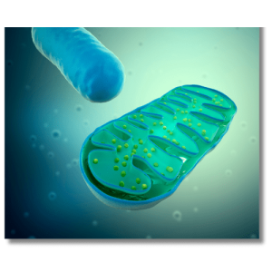 Come si ereditano le malattie mitocondriali (3)