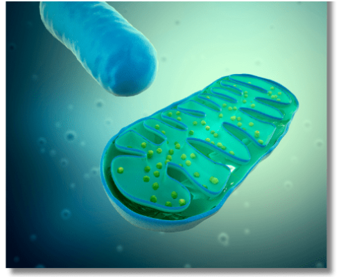 Come si ereditano le malattie mitocondriali (3)